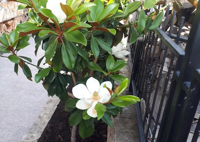 морска нели