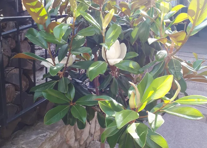 Neli Sea بيت ضيافة